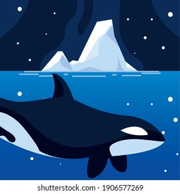 orca whale north pole animal and iceberg night sky vector illustration