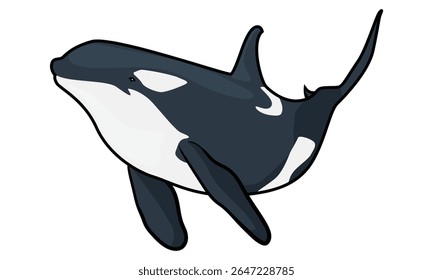 orca whale with separate white background