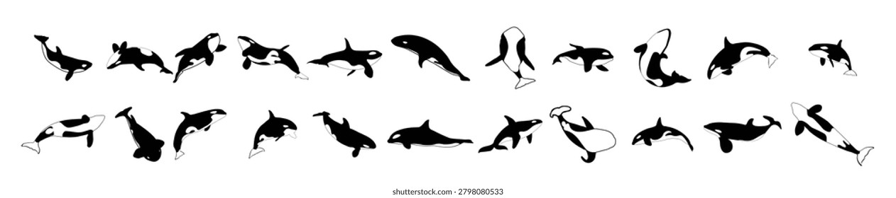 orca whale silhouette collection of killer whales