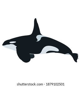 Orca whale vector art and graphics