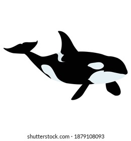 Orca whale vector art and graphics