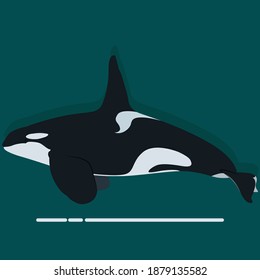 Orca whale vector art and graphics 