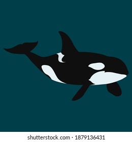 Orca whale vector art and graphics 