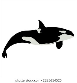 Orca Wal, Vektorkunst und Grafik