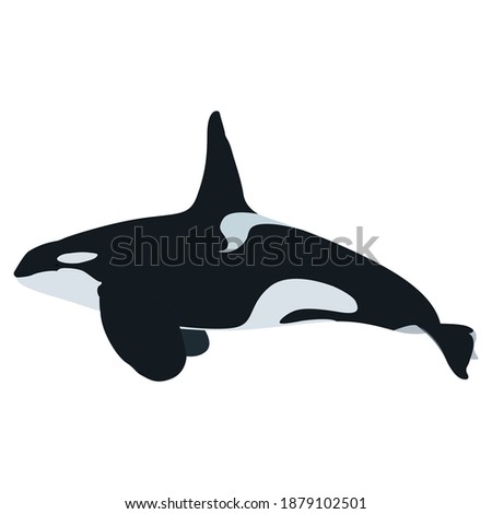 Orca whale vector art and graphics