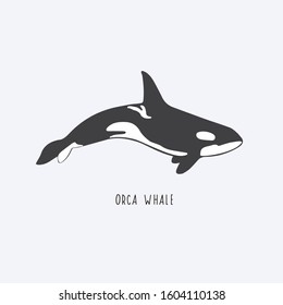 Orca whale. Vector drawing of a killer whale. Illustration of a whale.