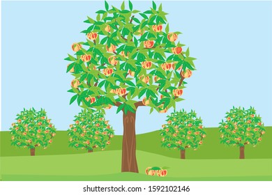 An Orchard With Many Peach Trees