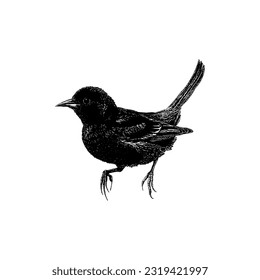 Orchard Oriole hand drawing vector isolated on white background.