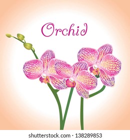 Orchid
