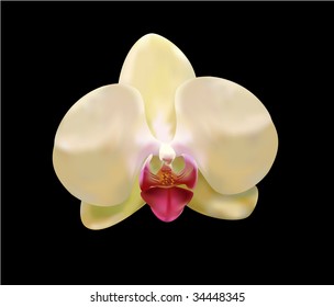orchid
