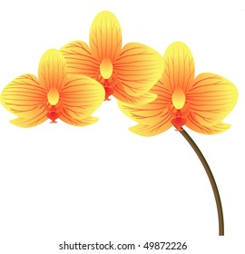 Orchid