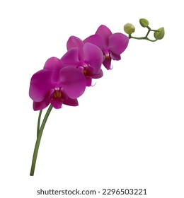Orchid. Beautiful tropical flower. Floral background. Petals. Buds. Violet. Phalaenopsis.