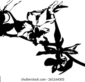 orchid black background colour vector