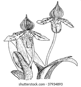 orchid black and white