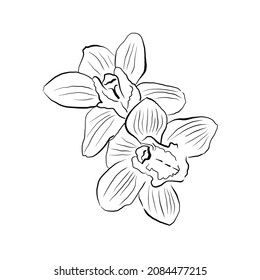 Orchid black and white vector drawing. 