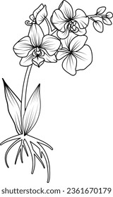 Dibujo orquídeo de vectores en blanco y negro