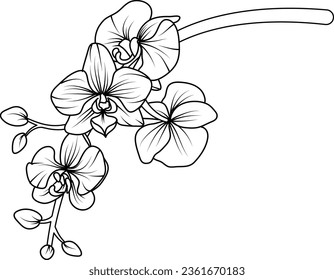 Orchid black and white vector drawing