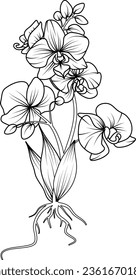 Dibujo orquídeo de vectores en blanco y negro
