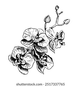 Orchid. A black and white vector graphic illustration made by hand. A blooming orchid branch. A design element. Highlighted on a white background. For packages, labels and flyers, posters and banners.
