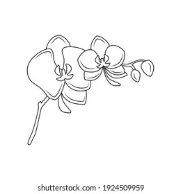 Orchid black and white vector illustration. Linear illustration of Orchidaceae flowers. Botany, gardening, indoor plants, houseplants, beauty concepts.