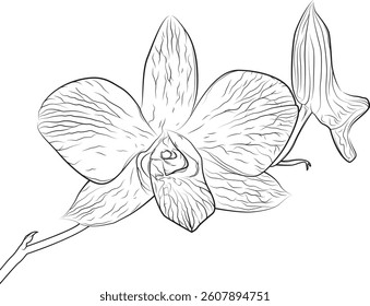 orchid bloom flower outline sketch
