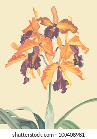 Orchid Bouquet