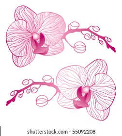 orchid branch