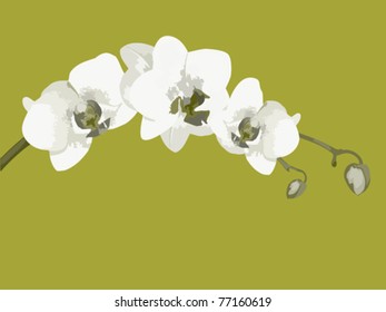 Orchid branch