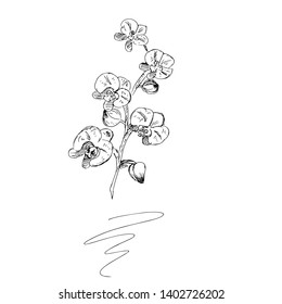 Orchid branch. Hand drawn. Vector illustration.