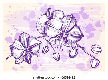 Orchid branch. Hand drawn Vector illustration in vintage style.