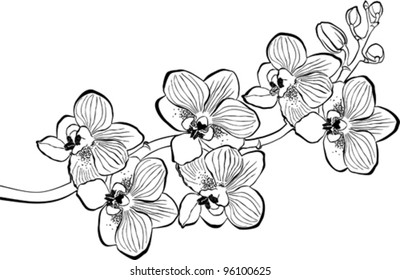 Orchid branch isolated on white background. Vector Illustration