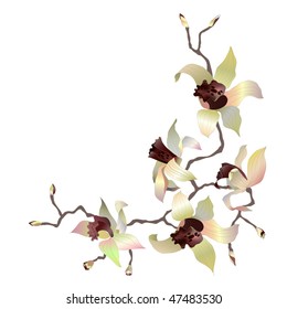 orchid branch on white background vector