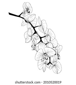 Orchid Branch Outline Vector Drawing.