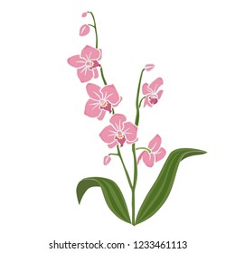 Orchid branch with pink flowers and green leaves isolated on white background. Vector illustration