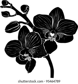 Orchid branch silhouette isolated on white background.  vector illustration