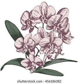 Orchid branch, vector hand drawn illustration in retro style
