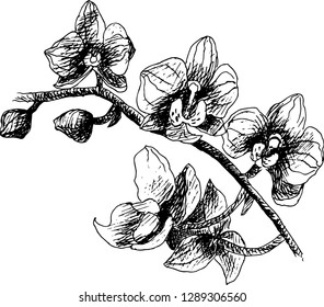 Orchid branch. Vector illustration.