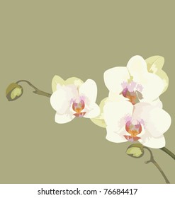 Orchid branch, vector illustration