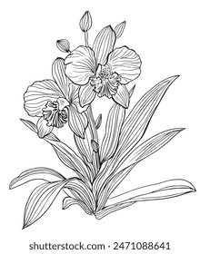 Orchid Branch Vector Line Drawing flowers isolated