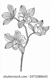 Orchid Branch Vector Line Drawing flowers isolated