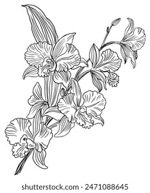 Orchid Branch Vector Line Drawing flowers isolated