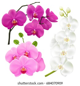 Orchid branches with colorful flowers 3 realistic images set in pink magenta purple and white vector illustration