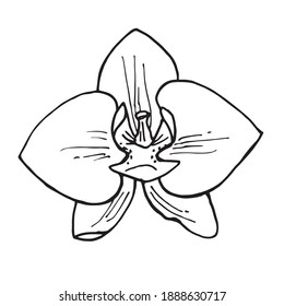 Orchid Pencil Ilustraciones Imagenes Y Vectores De Stock Shutterstock