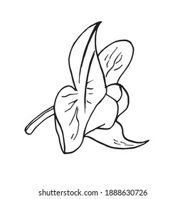 Orchid bud hand-drawn doodle. Black and white vector tropical flower. Isolated illustration. Pencil Orchids sketch.