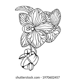 Orchid with buds on a branch on a white background, black and white hand drawing.Vector flowers can be used in textiles, postcards,cosmetics packaging.