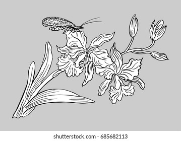Orchid and butterfly  lacewing. Contour vector black and white illustration.