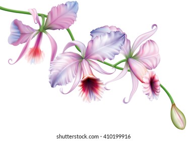 Orchid cattleya flowers on a black background. vector illustration