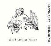 Orchid Cattleya Mossiae flowers on stem with leaves. Ink black and white doodle drawing in woodcut style. 