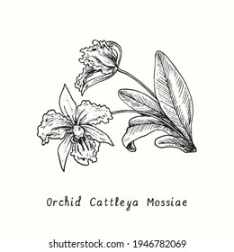 92 imágenes de Cattleya mossiae - Imágenes, fotos y vectores de stock |  Shutterstock