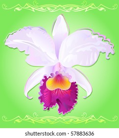 Orchid Cattleya Trianae